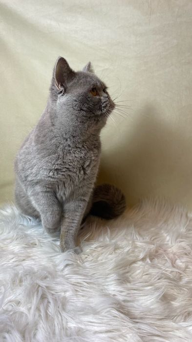 Британский мальчик.