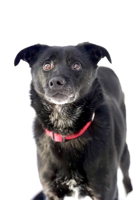 Grey czeka już 6 lat na dom — może właśnie na Twój?