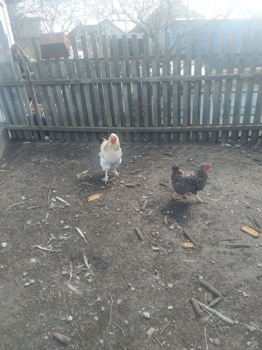 Продам два гарних пiвнi.