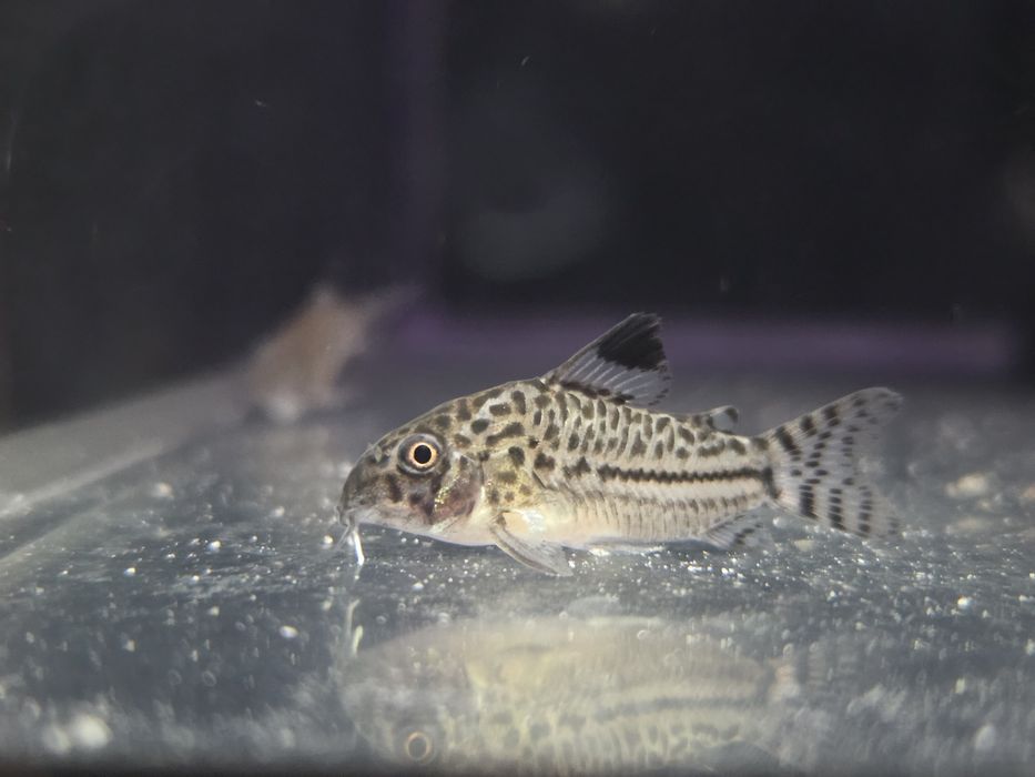 Kirysek juli/ kiryski nakrapiane/ corydoras julii