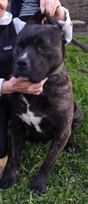 Цуценята КАНЕ КОРСО 2 місяці.