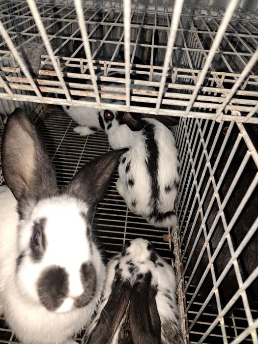 Coelhos otima raça