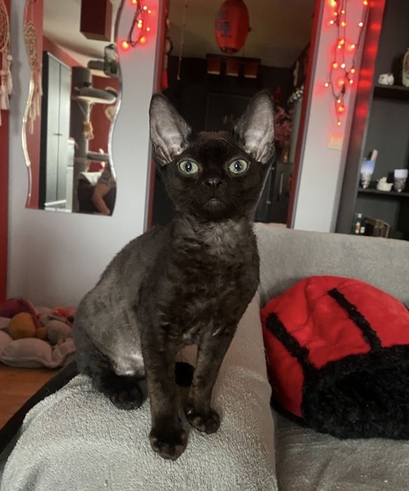 Czarny kocurek Devon Rex rodowód Felis Polonia