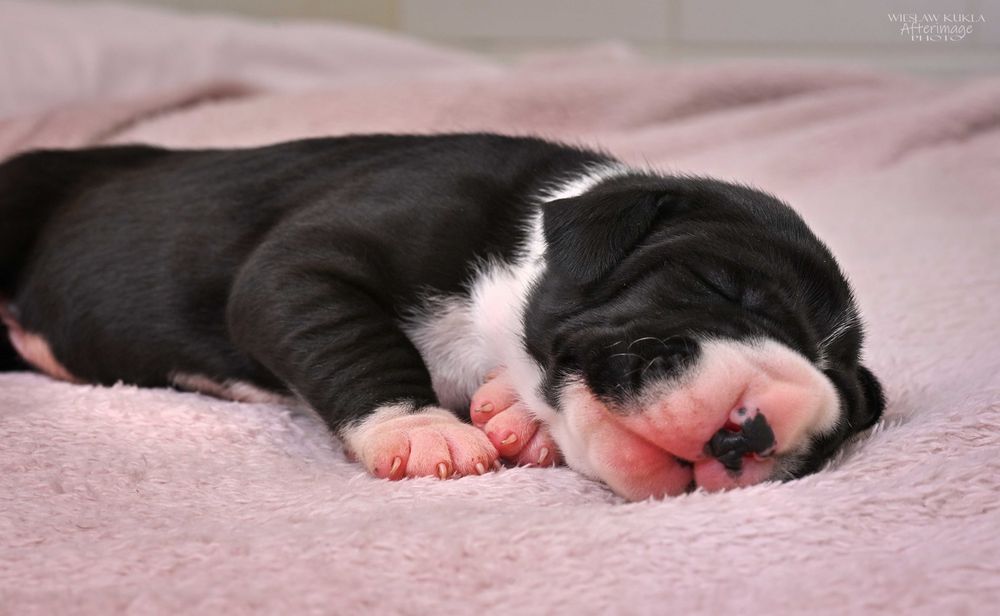 DOG NIEMIiECKI-czarna płaszczowa suczka FCI