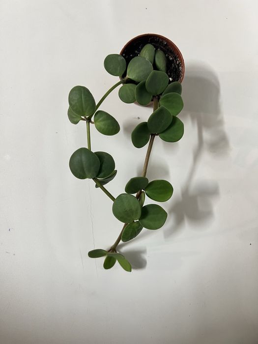 Церопегія звичайна,переромія хоуп