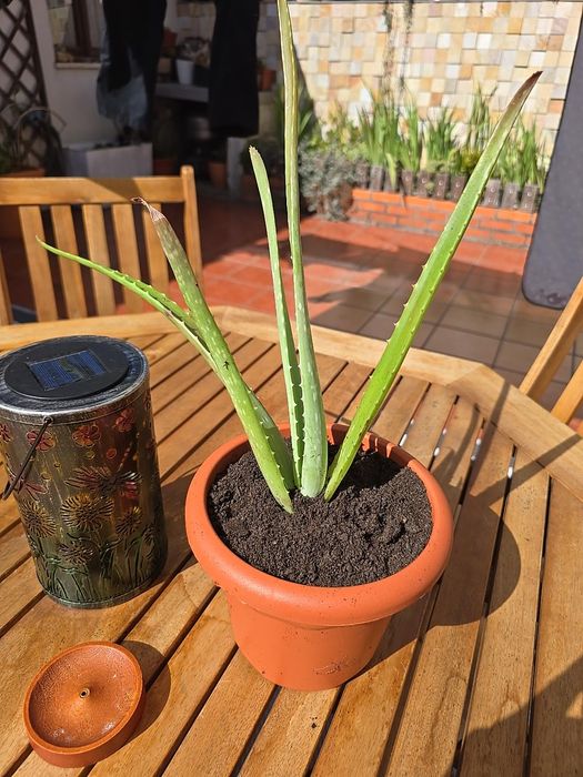 Aloe Vera em vaso - desde 5€
