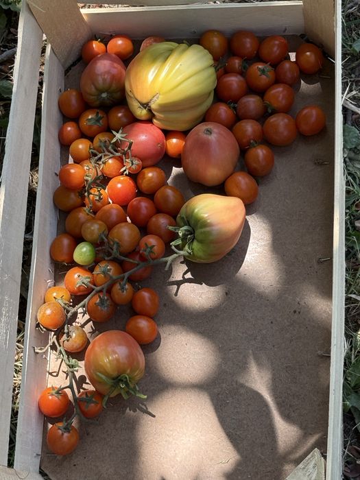 Cebolas pepinos tomates