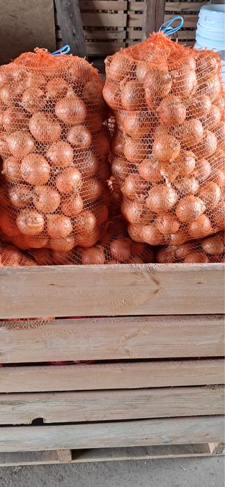 Cebula Prosto z Gospodarstwa