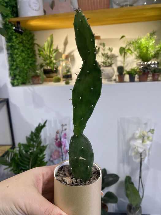 Кактуси кімнатні рослини.