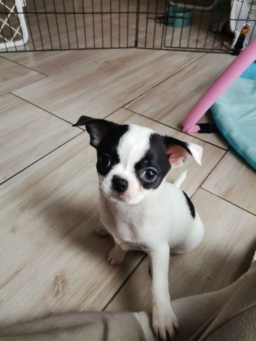 Chihuahua krótkowłosy z prawdziwym rodowodem FCI