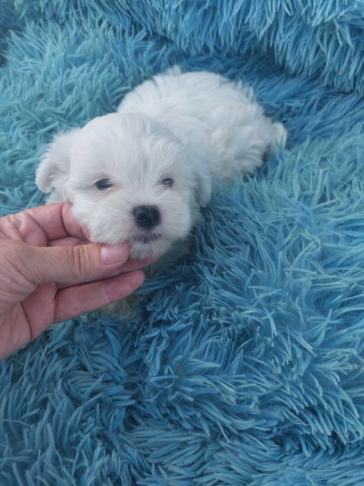 Bichon Maltês. Mini Puro. Pronto para Entrega