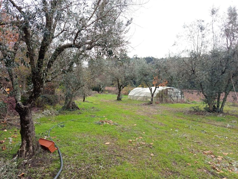 Terreno agrícola- Penalva do Castelo