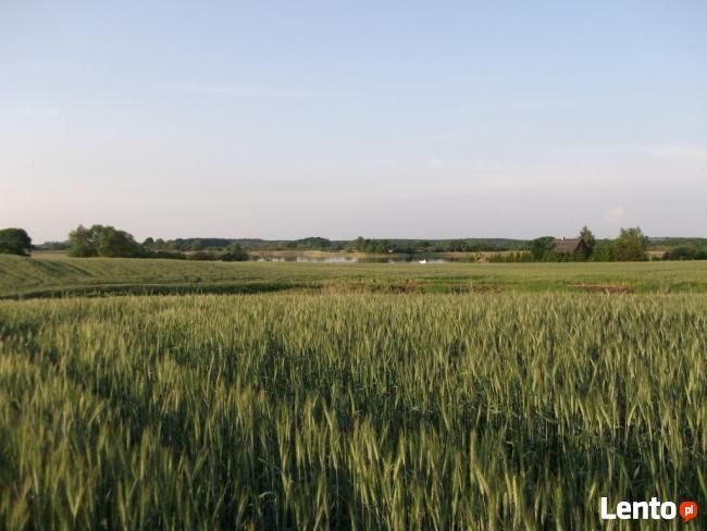 Działka linia BRZEGOWA WJM