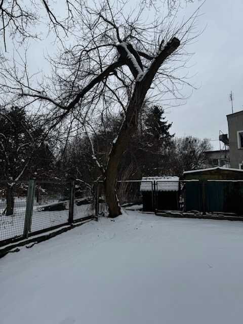 Wycinka i pielęgnacja drzew