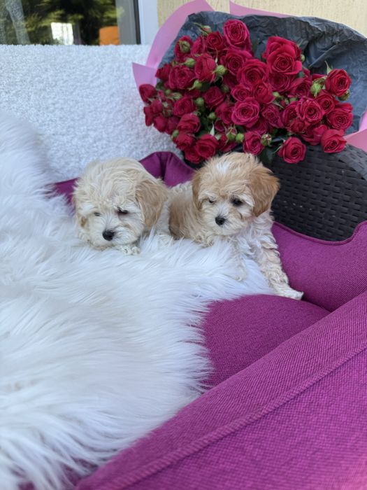 Маленькі милі мальтипу