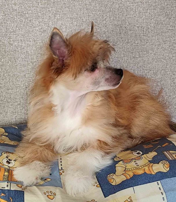 Щастя в дім китайська хохлата