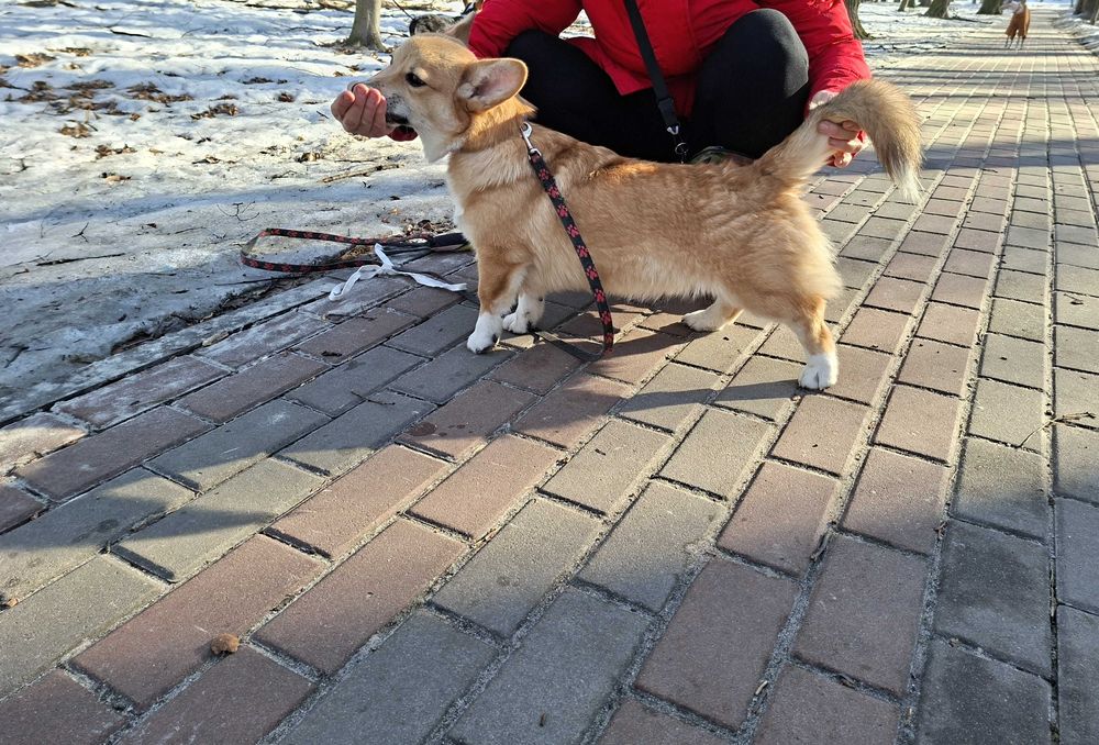 Дуже чудовий хлопчик вельш коргі пемброк,док КСУ,Київ