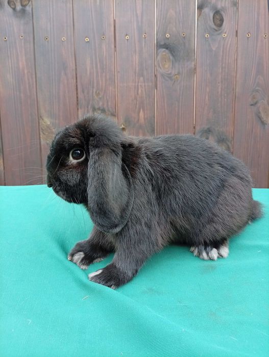 Króliczki mini lopki