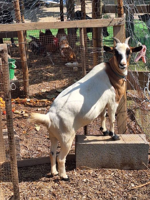 Dou 2 cabras anãs