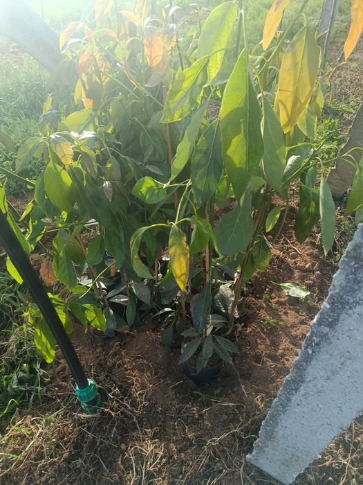 Plantas abacate enchertadas hass