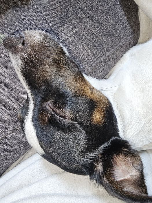 Pies z rodowodem Jack russell terrier