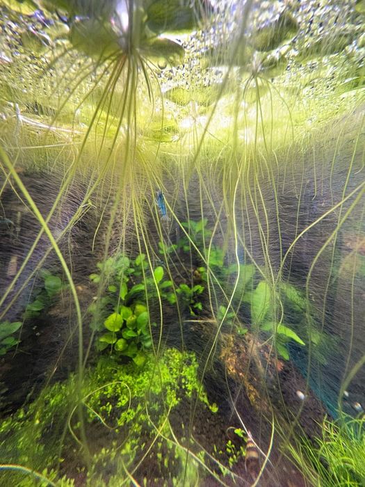 Plantas flutuantes