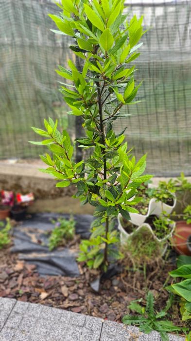 Loureiro árvore com raiz