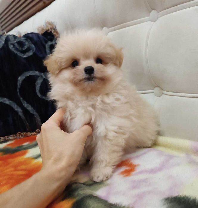 Меховой карапуз PomaPoo неполных 2 мес. Киевлянин, Голосеевский р-н