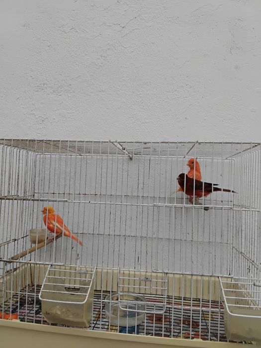 Canários para dispensar