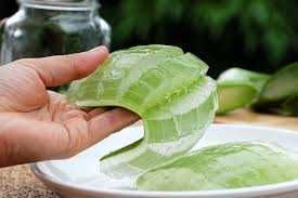 Catos grandes Aloe Vera Arborescens Babosa Miller + de 3/5 e + Anos