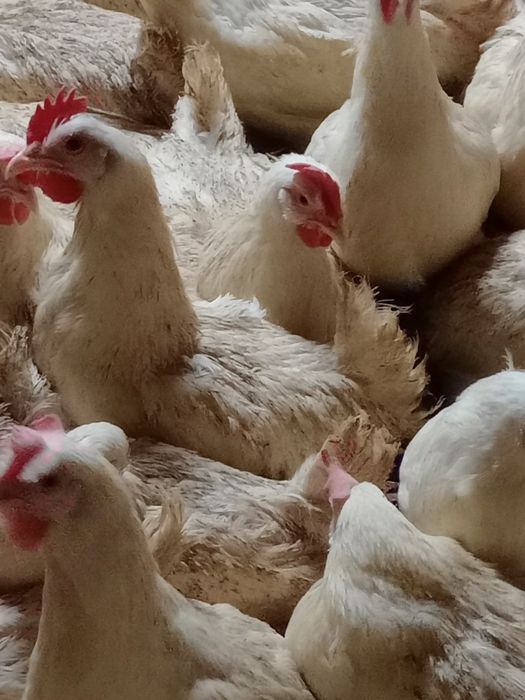 Jaja lęgowe kur Leghorn sprzedam