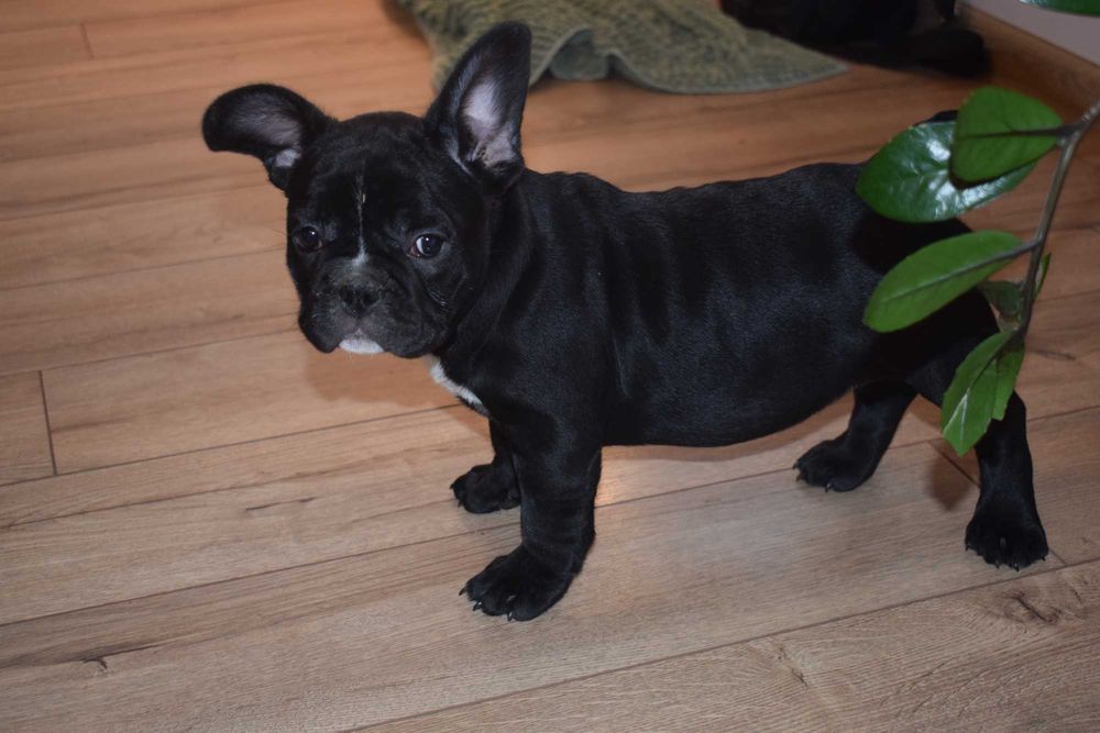 Buldog francuski szczenię - suczka
