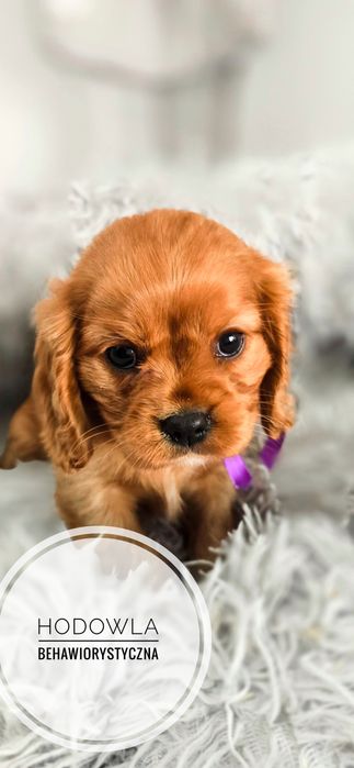 cavalier king charles spaniel Dolnośląskie sprawdź kategorię