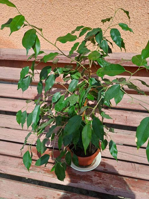 Фікус бенджаміна