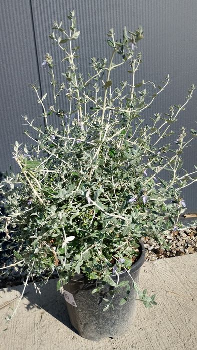 Teucrium frutcicans-Ożanka