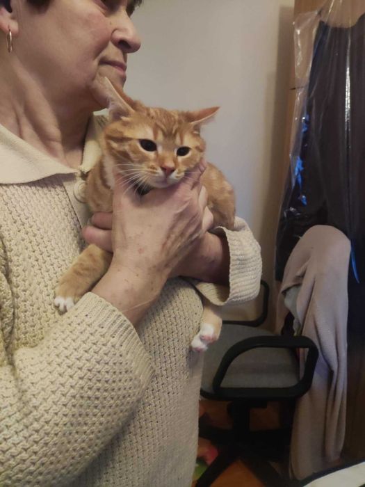 Kto uratuje kocią rodzinę?