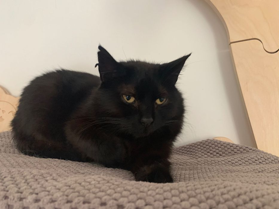 Czarna kotka , pokochaj mnie.