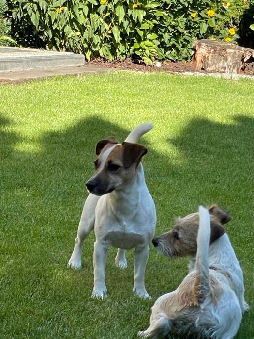 Jack Russell Terrier # B I A N K A Smartie Jacks # pure breed FEMALE