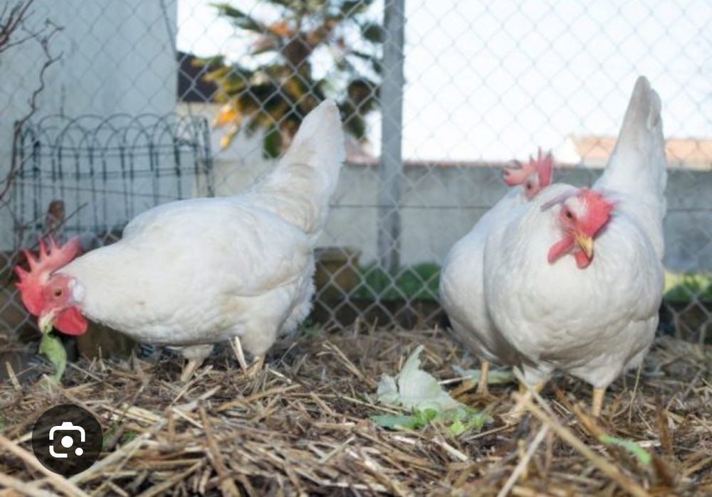 Кури не сушки Легорн по 120 грн