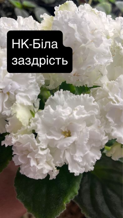 Терміново продам фіалки!