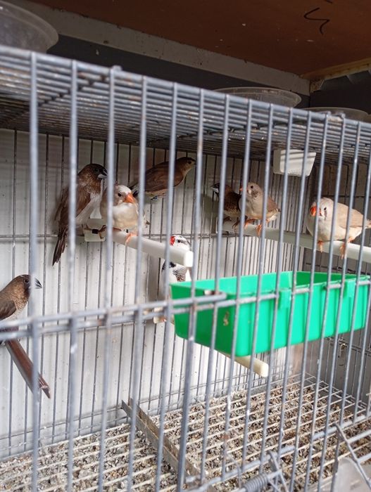 Bengalins e Mandarins