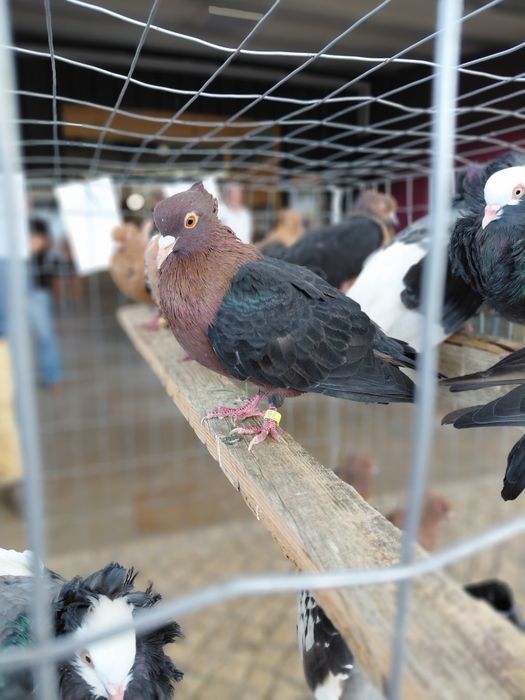 Pombos Arcanjo de boa qualidade