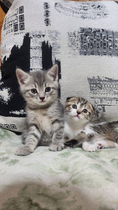 Шотландські остроухі кошенята