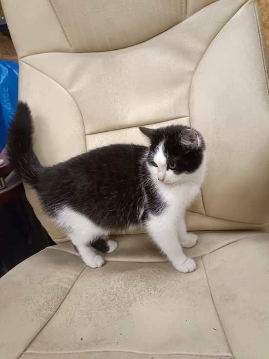 Oddam kotkę do dobrego domu