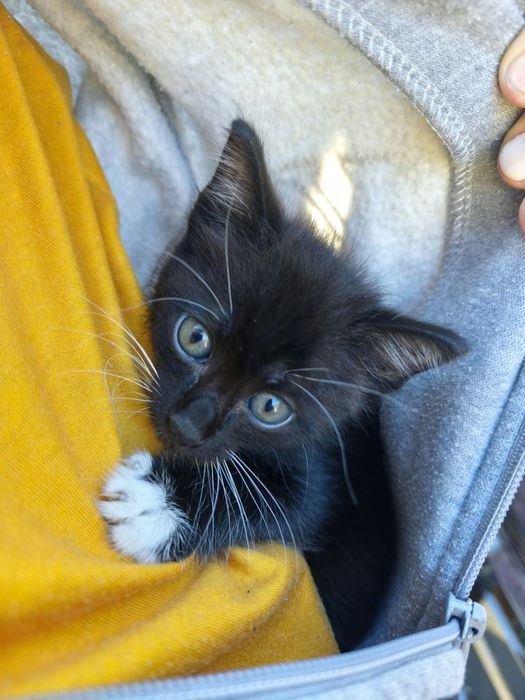 Gatinho mês e meio muito meigo