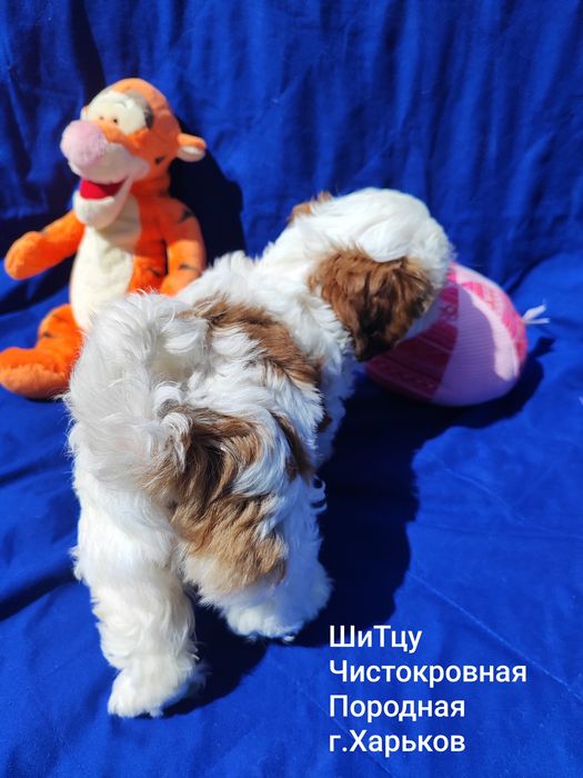 Чистокровная ШиТцу.Девочка