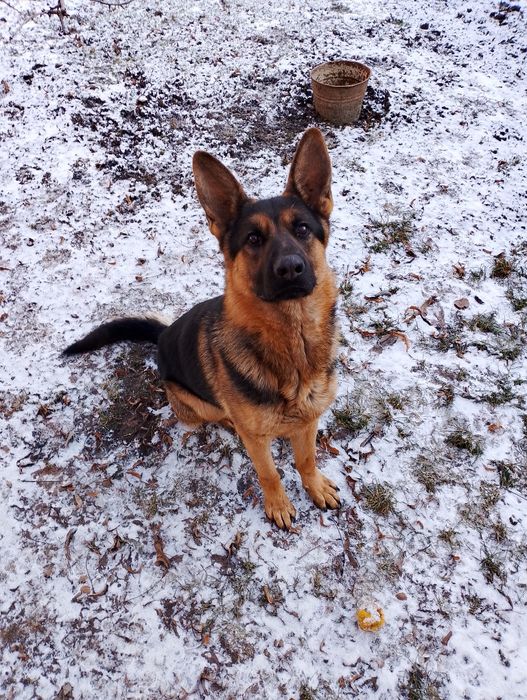 В'язка чисто кровний вівчар