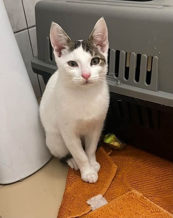 Kotki do adopcji