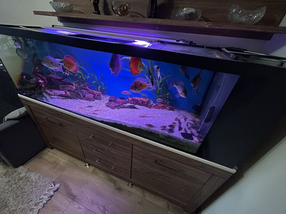 Akwarium 720 l z rybami