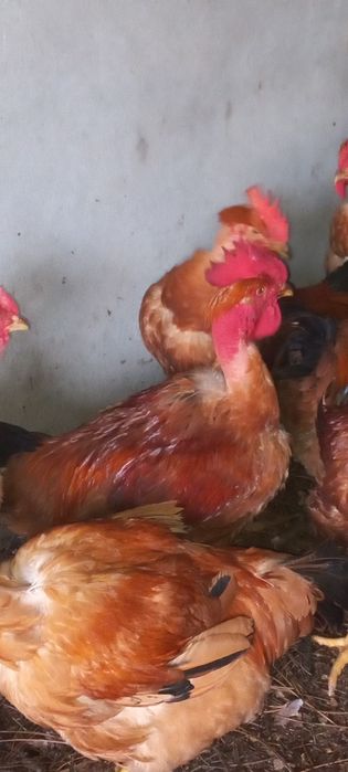 Frangos  caseiros  vermelhos